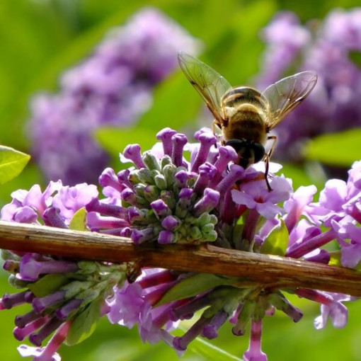 Buddleia à feuilles alternes (Buddleja alternifolia) P9/C1