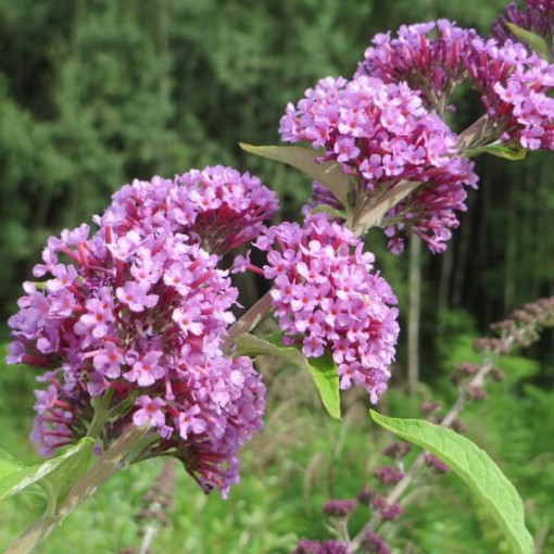 Buddleia à feuilles alternes (Buddleja alternifolia) P9/C1