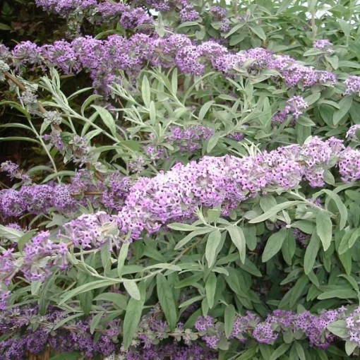 Buddleia à feuilles alternes (Buddleja alternifolia) P9/C1