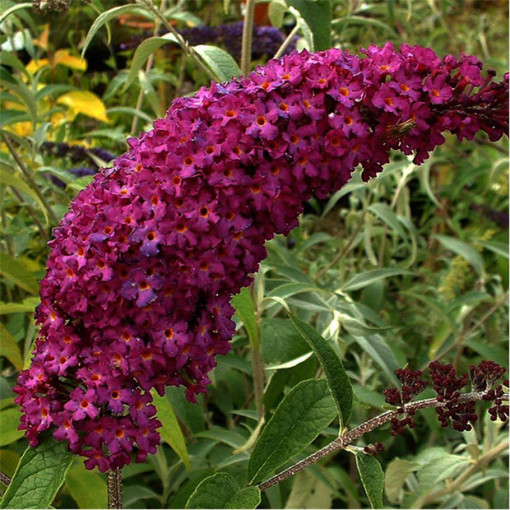Buddleia 'Royal Red' pot 2L