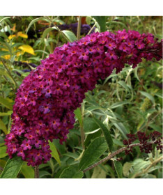 Buddleia 'Royal Red' pot 2L