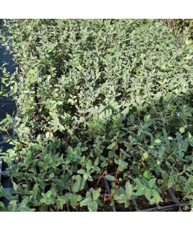 Baie de Kamchatka 'Leningradskij Velikan' P9/C1