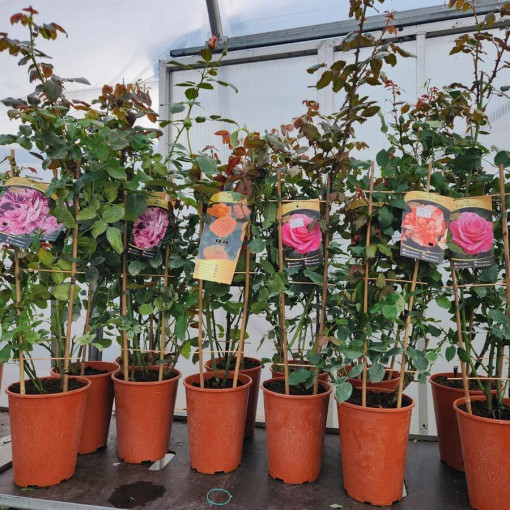 Rose hybride de thé 'Sika' pot 4L