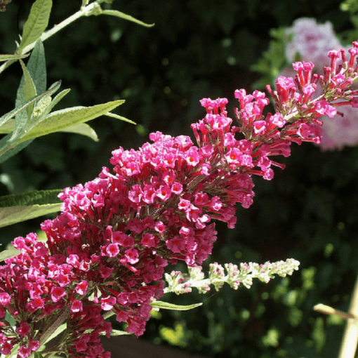 Buddleia 'Royal Red' pot 2L