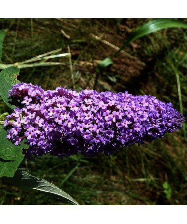 Arbre aux papillons 'Purple Prince' en P9/C1