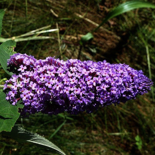 Arbre aux papillons 'Purple Prince' en P9/C1
