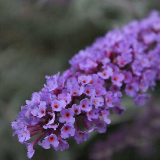 Buddleia de David 'Nanho Blue' pot 2L