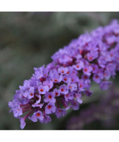 Buddleia de David 'Nanho Blue' pot 2L