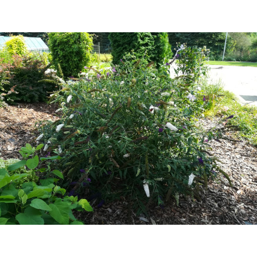 Buddleia de David 'White Bouquet' P9/C1