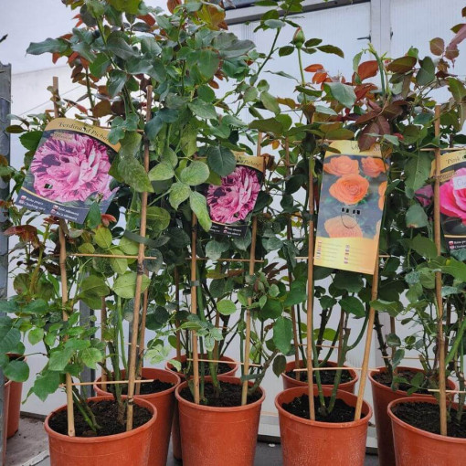 Rose hybride de thé 'Sika' pot 4L