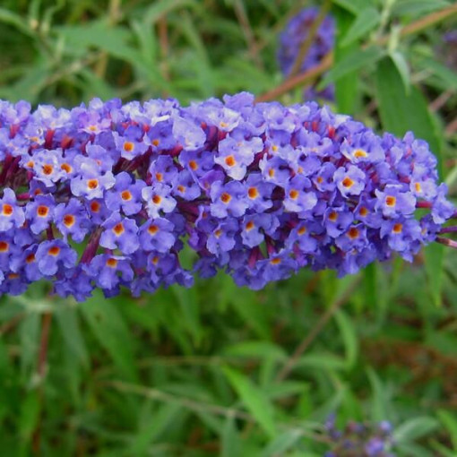 Arbre aux papillons (Buddleja davidii) 'Nanho Blue' en P9/C1