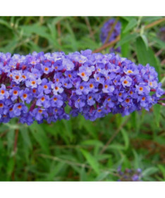 Arbre aux papillons (Buddleja davidii) 'Nanho Blue' en P9/C1