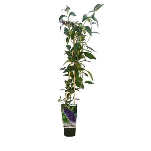 Arbre aux papillons (Buddleja davidii) 'Nanho Blue' en P9/C1