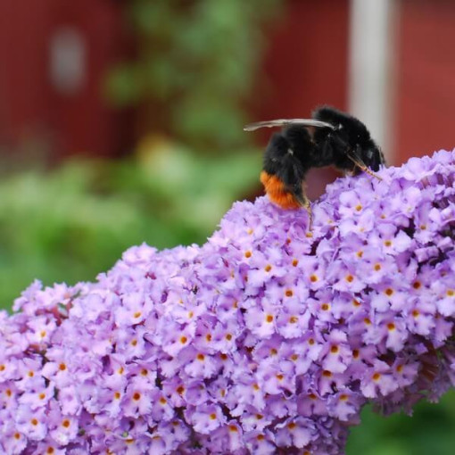 Arbre aux papillons (Buddleja davidii) 'Lochinch' en P9/C1