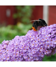 Arbre aux papillons (Buddleja davidii) 'Lochinch' en P9/C1