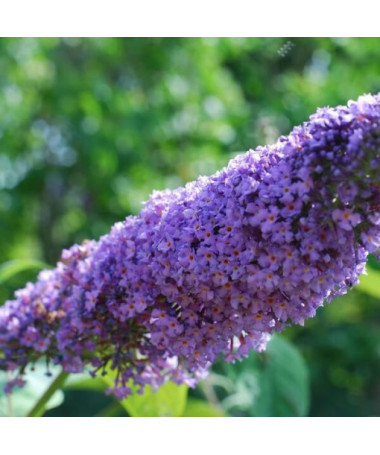 Arbre aux papillons (Buddleja davidii) 'Lochinch' en P9/C1