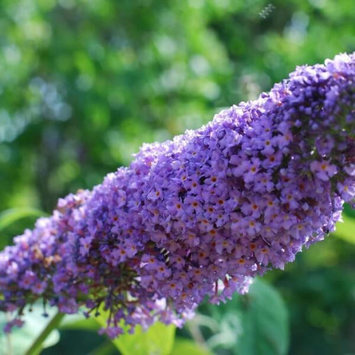 Arbre aux papillons (Buddleja davidii) 'Lochinch' en P9/C1