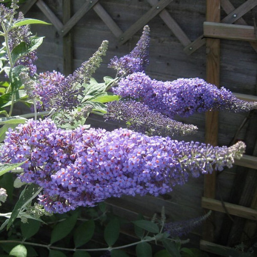 Arbre aux papillons (Buddleja davidii) 'Lochinch' en P9/C1