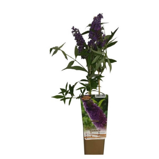 Arbre aux papillons (Buddleja davidii) 'Lochinch' en P9/C1