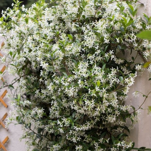 Jasmin étoilé pot 4L
