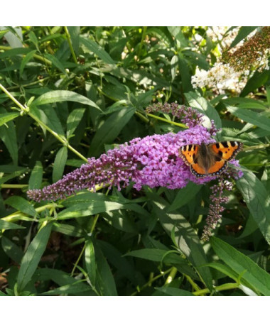 Buddleia de David 'Ile de France' pot 2L