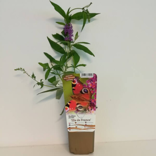 Buddleia de David 'Ile de France' pot 2L
