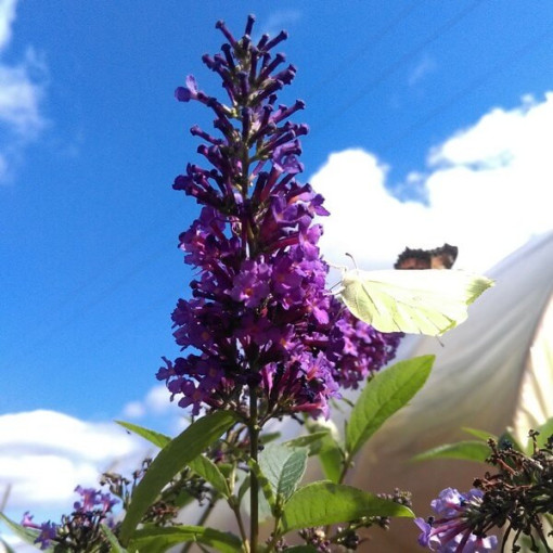 Arbre aux papillons (Buddleja davidii) 'Île de France' en P9/C1
