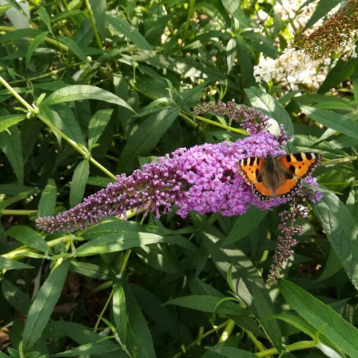 Arbre aux papillons (Buddleja davidii) 'Île de France' en P9/C1