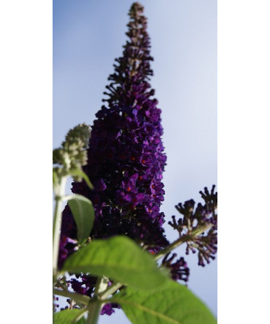 Buddleja davidii 'Black Knight' P9/C1