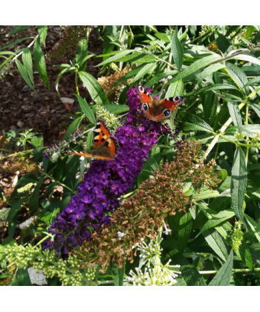 Buddleia de David 'Black Knight' pot 2L