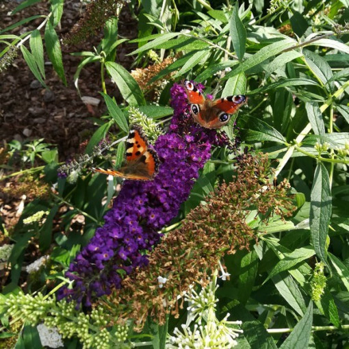 Buddleia de David 'Black Knight' pot 2L