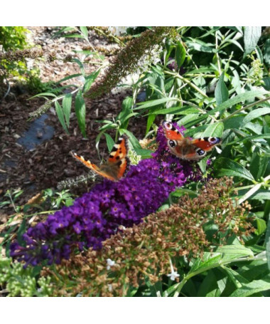 Buddleia de David 'Black Knight' pot 2L