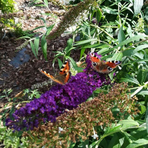 Buddleia de David 'Black Knight' pot 2L