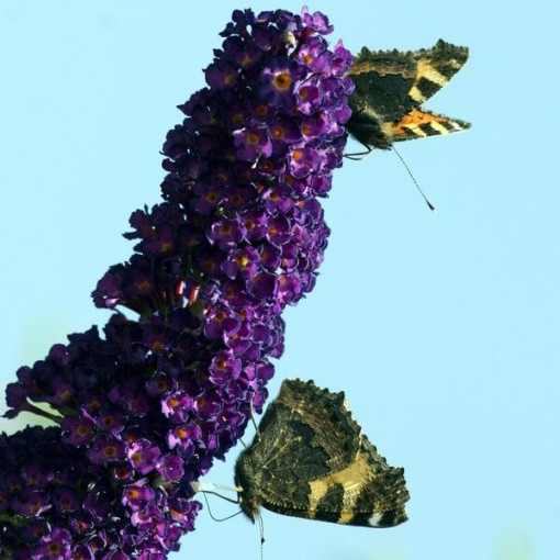 Buddleia de David 'Black Knight' pot 2L