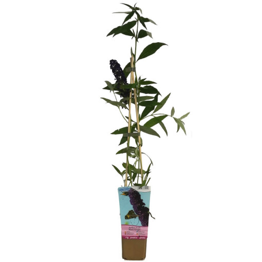 Buddleia de David 'Black Knight' pot 2L