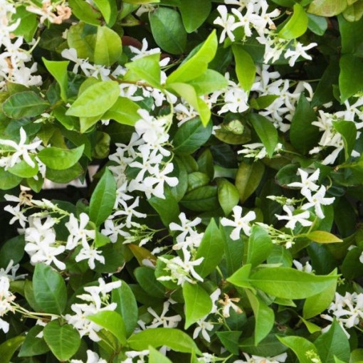 Jasmin étoilé pot 4L