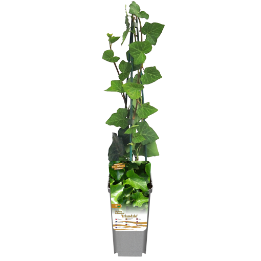 Lierre d'Irlande P9/C1