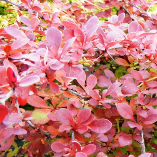 Épine-vinette de Thunberg 'Red Carpet' P9/C1