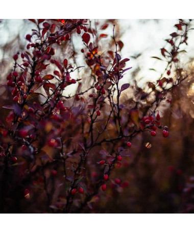 Épine-vinette de Thunberg 'Dart's Red Lady' P9/C1