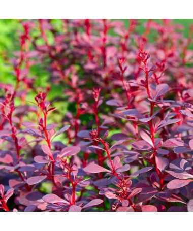 Épine-vinette de Thunberg 'Atropurpurea Nana' P9/C1