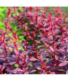 Épine-vinette de Thunberg 'Atropurpurea Nana' P9/C1