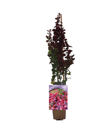 Épine-vinette de Thunberg 'Atropurpurea Nana' P9/C1