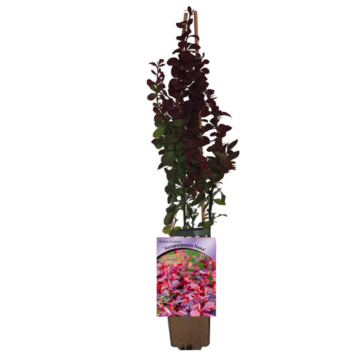 Épine-vinette de Thunberg 'Atropurpurea Nana' P9/C1
