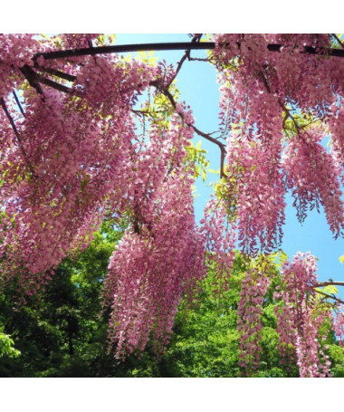 Wisteria floribunda Honbeni ROSE pot 4L