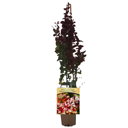 Épine-vinette de Thunberg 'Helmond Pillar' P9/C1