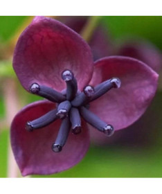 Akébie à cinq feuilles (Akebia quinata) P9/C1