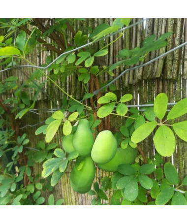 Akébie à cinq feuilles (Akebia quinata) P9/C1