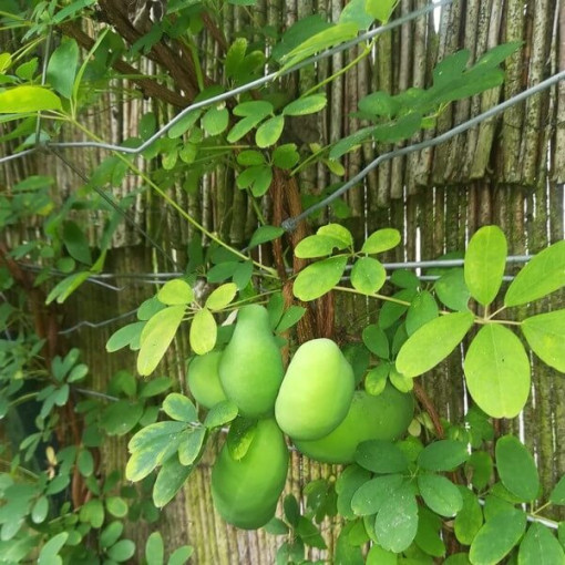 Akébie à cinq feuilles (Akebia quinata) P9/C1