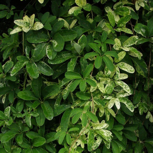 Akébie à cinq feuilles (Akebia quinata) P9/C1