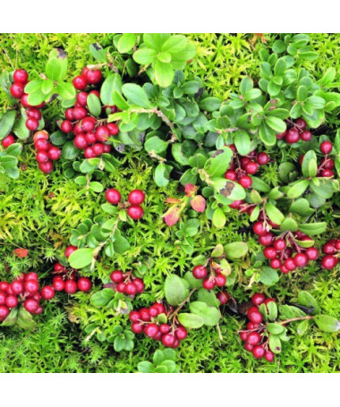 Canneberge 'Pilgrim' SANS ÉPINES P9/C1